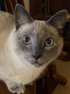 Photo of a blue point siamese