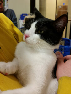 Photo of a black and white cat being held by someone in a yellow sweater.