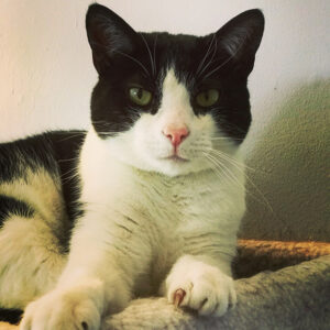 A black and white cat looking at the camera