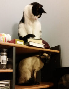 A photo of a black and white cat on the top shelf of a desk, looking at a siamese on the shelf below