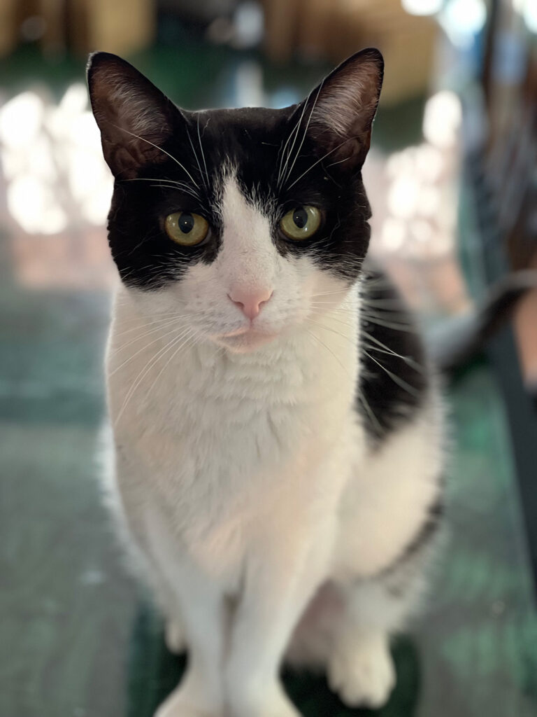 Photo of a small black and white cat looking toward the camera