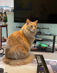 Photo of a ginger cat looking elegant