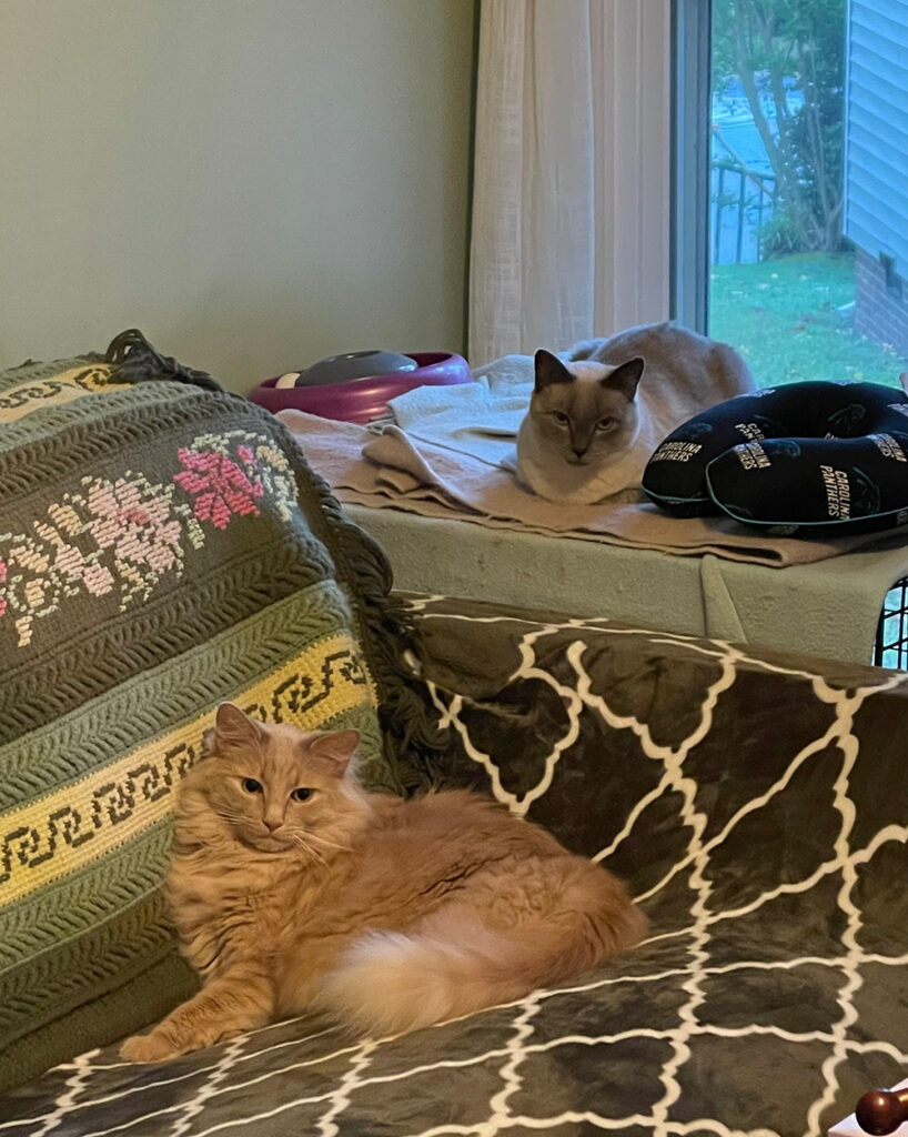 A ginger cat (Lancelot) and a blue point siamese (Cairo) hanging out together.